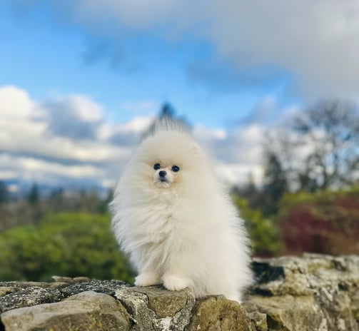 Cachorro blanco Pomerania venta Mexico