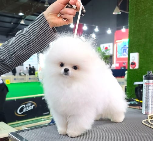 Perro pomerania blancos en Mexico Pedrigree Internacional