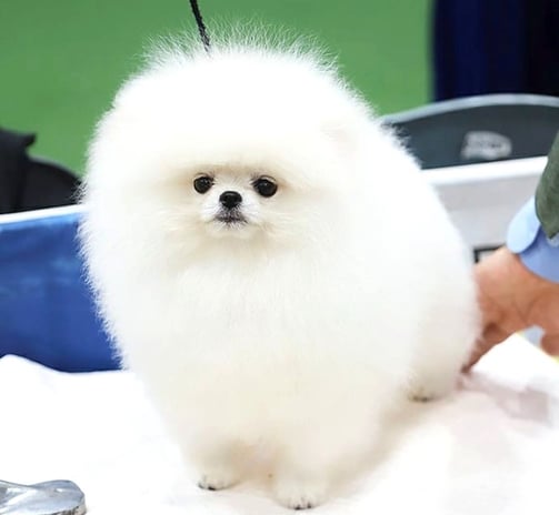 Cachorro pomeranian Coreano Blanco