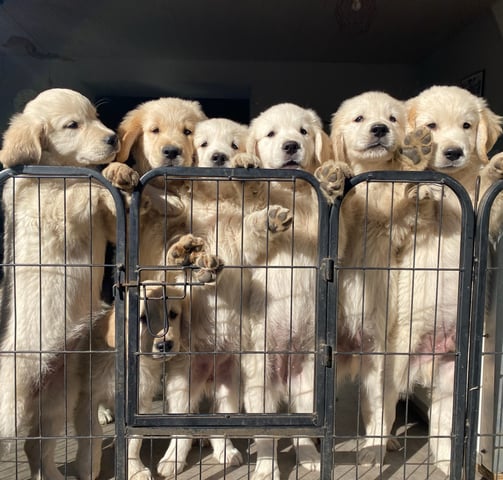 beaux chiots golden retriever élevage respechas près d'alès