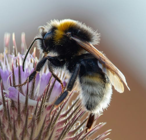 Close-up of a bee collecting nectar from a purple flower