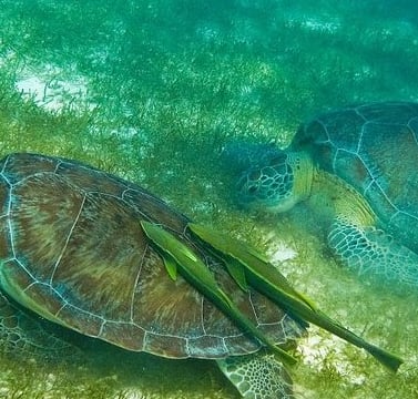 Tour Tortugas Cenote desde Cancun