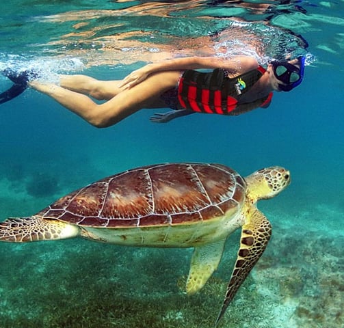 Tour Snorkel Tortugas desde Cancun