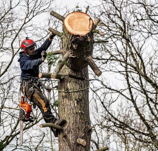 Élagueur professionnel en train de couper un arbre
