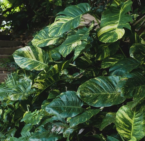Mature Epipremnum aureum leaves with fenestrations