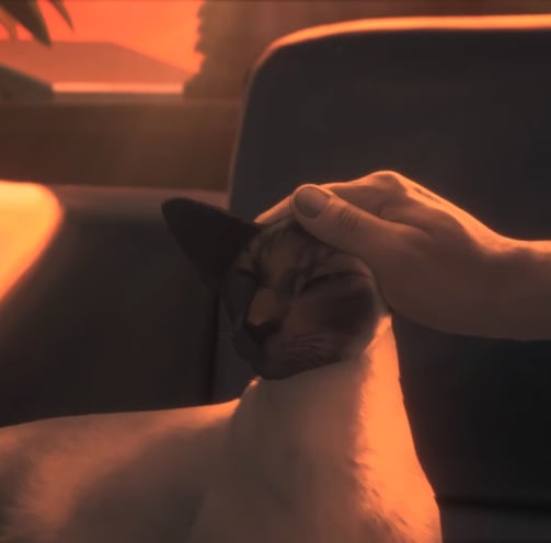 a person petting a cat while sitting on a couch
