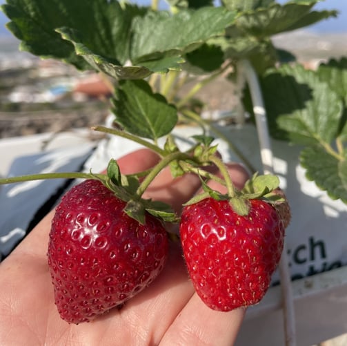 a person holding two strawberries in their hands