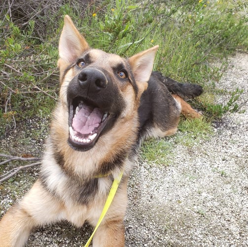 Adopt Thorin the happy Corgi Shepherd!