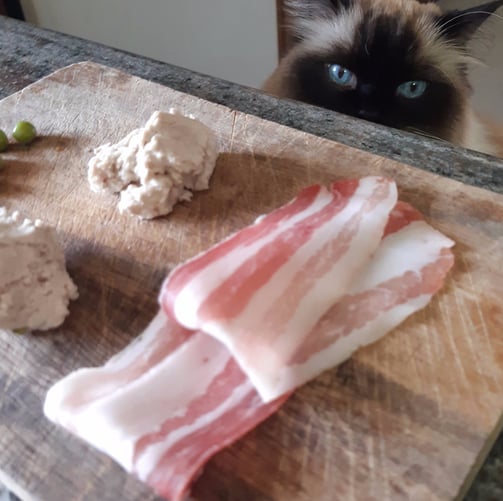 a cat is looking at bacon