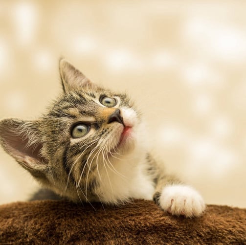 a kitten kitten sitting on top of a brown blanket