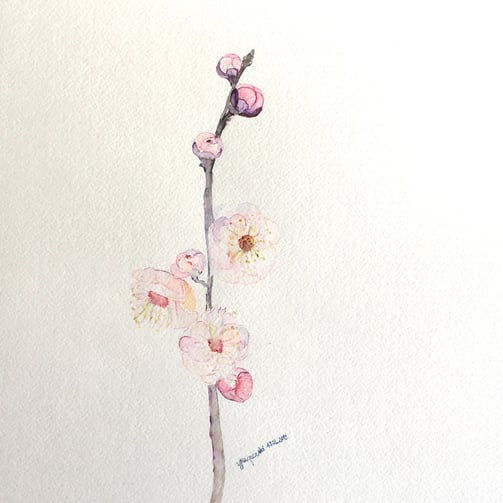 Sakura Japanese Cherry Blossom Watercolor Painting by Weronika Kacperski