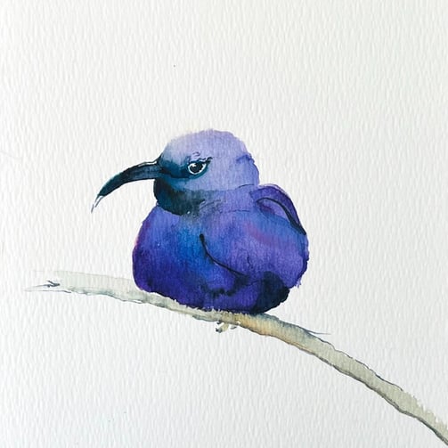 purple-honeycreeper-or-tropical-violet-bird