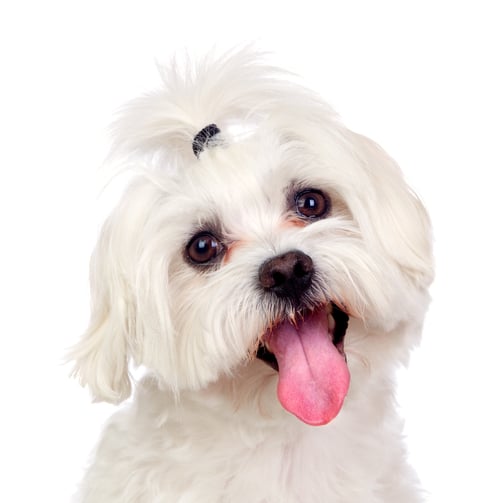 pet-photo-make-the-tongue-pinker