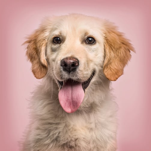 pet-photo-background-enhancement