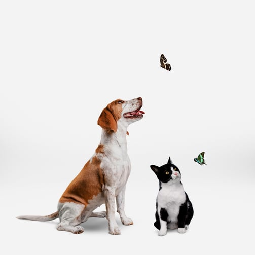 pet-photo-manipulation