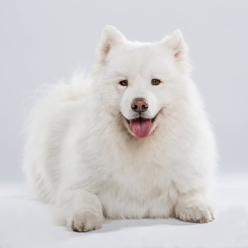 pet-photo-clean-wool-or-correct-hair-color
