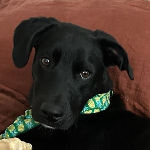 Ozzie