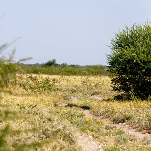 a zebra is standing in the grass near a bush