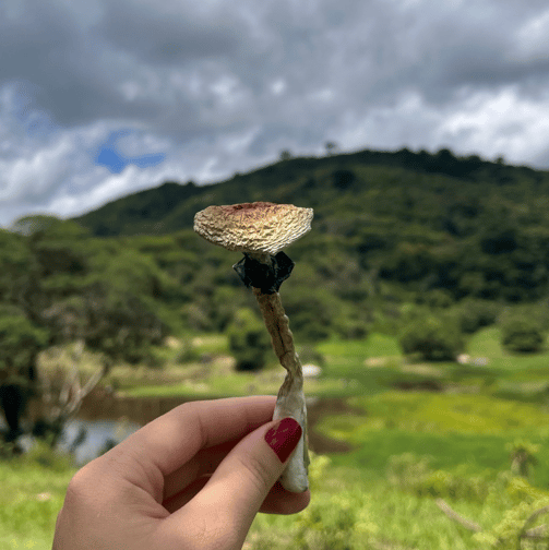 Experiências com Cogumelos Mágicos a medicina da floresta