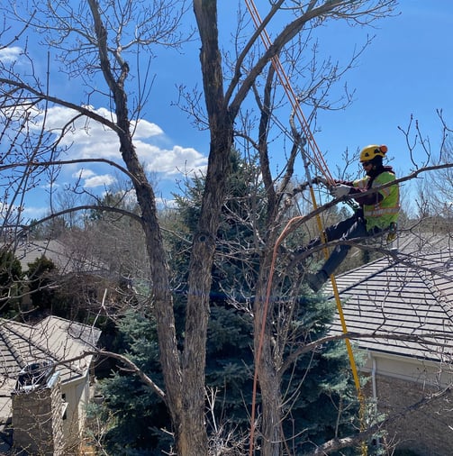 Jett Coleman, Owner of Earthly Elevations is pruning an ash tree in a residential area