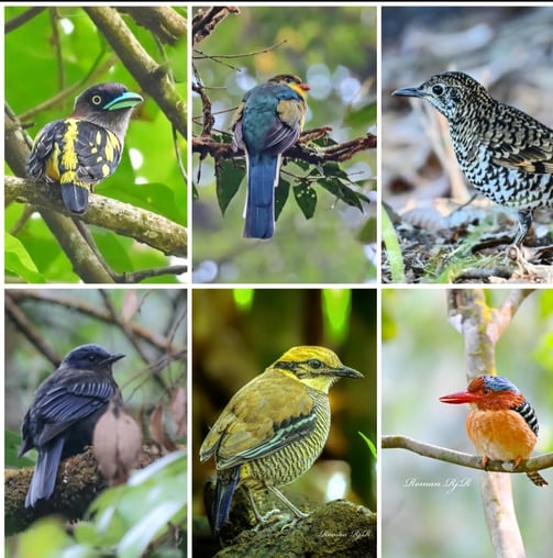 West Java Birding tour 11D / 10N