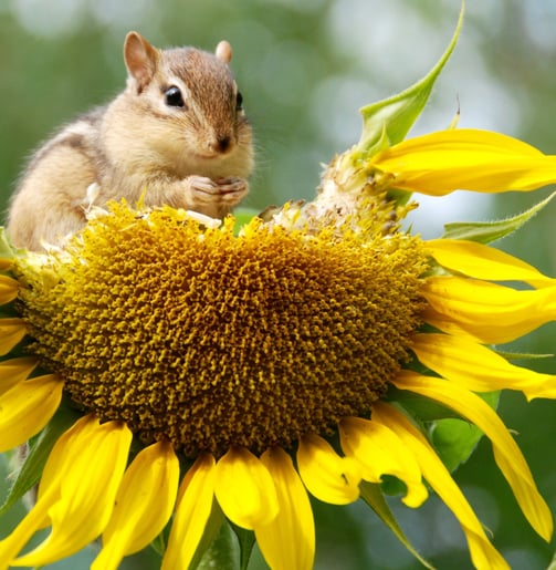 squirrel eating a sunflower.