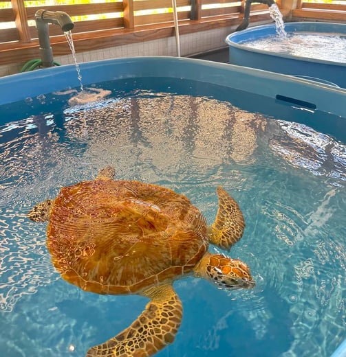 the-westin-bora-bora-turtle-rehabilitation-center