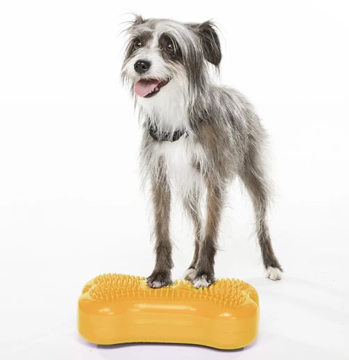 cão se equilibrando em um equipamento dog fitness