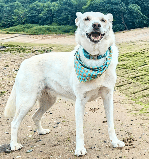 Skye, my white dog, standing proudly on the beach in Edinburgh