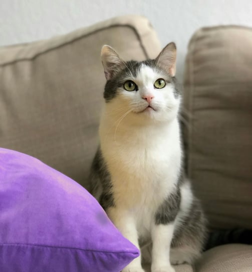Gato confortável em casa