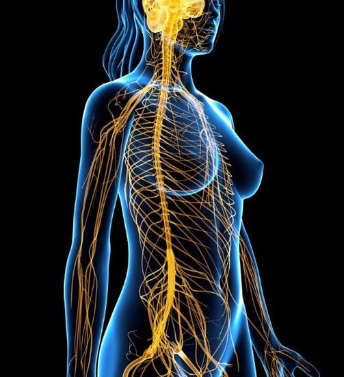 a female body with a brain map