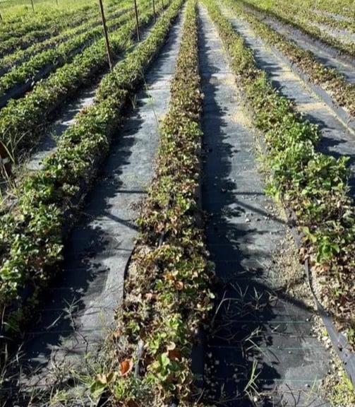 Cultivo de fresa en surco con enfermedades
