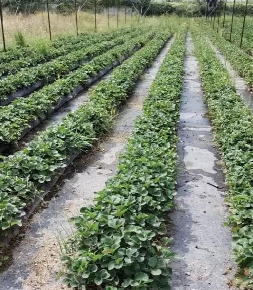Cultivo de fresa en surcos sano después de usar Providencial 15:5
