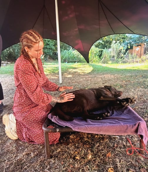 humain qui soigne un chien labrador chocolat avec ses mains en techniques douces