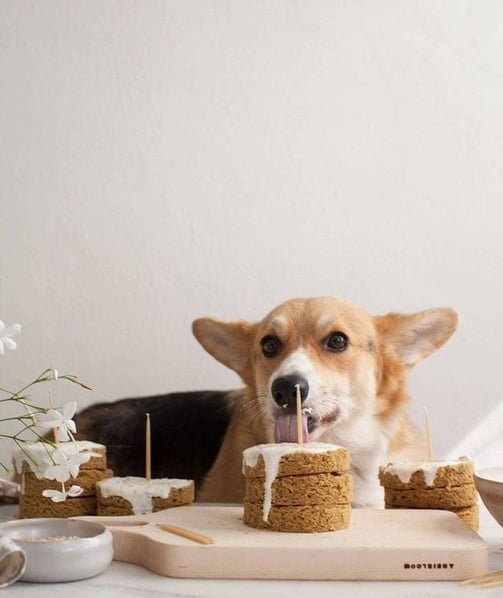 biscuit pour chien sans céréales - strasdog