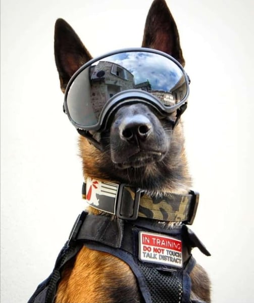 a working dog with multicam black collar and a harness with austrialpin cobra buckles