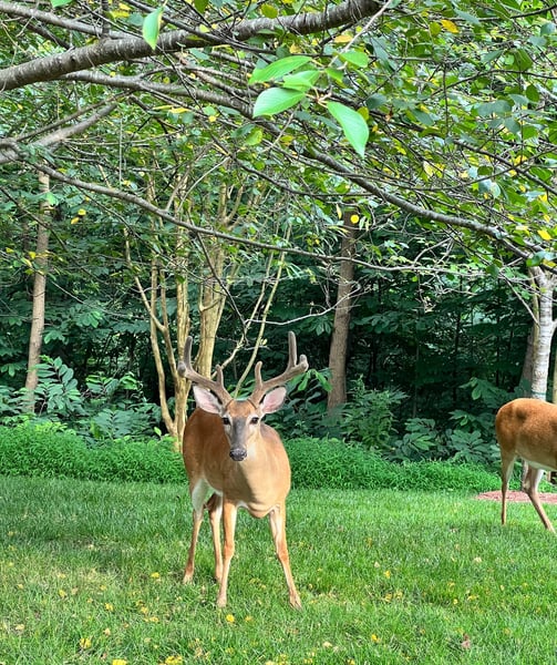 Deer stood in woodland