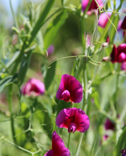 Flowers blooming at the roadside Hwy 6 near Brunner Mine Memorial, West Coast, NZ 2025
