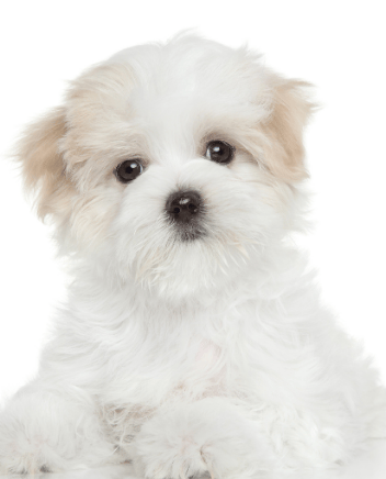 teddy bear puppies for sale in Chicago