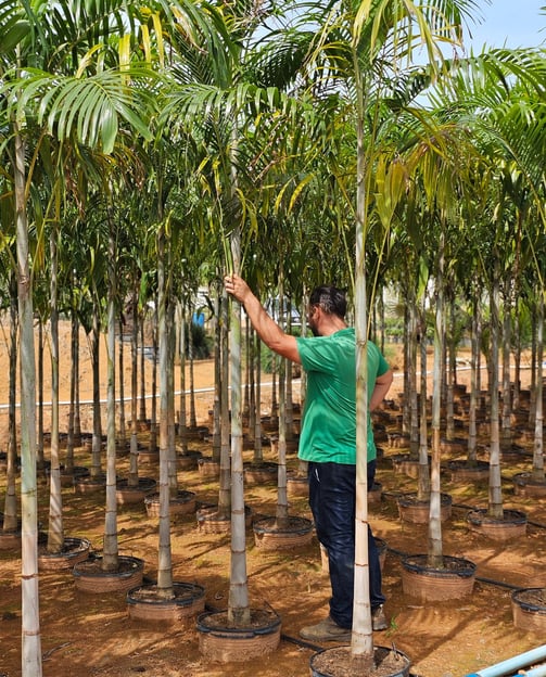 compre direto do produtor são paulo plantas
