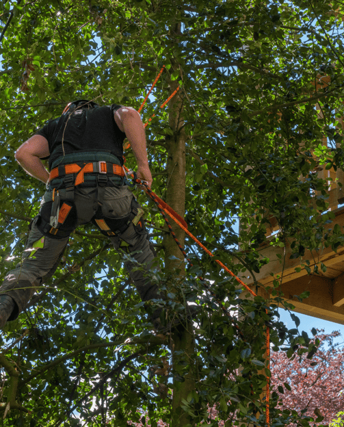 Tree Trimming