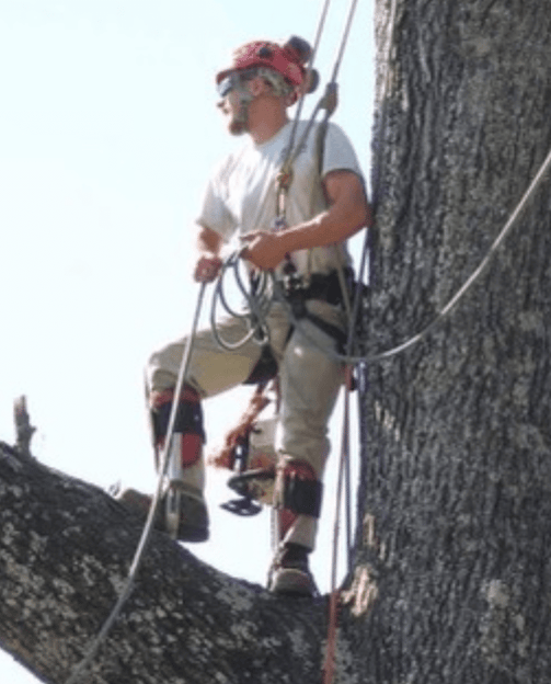 Large Tree Removal