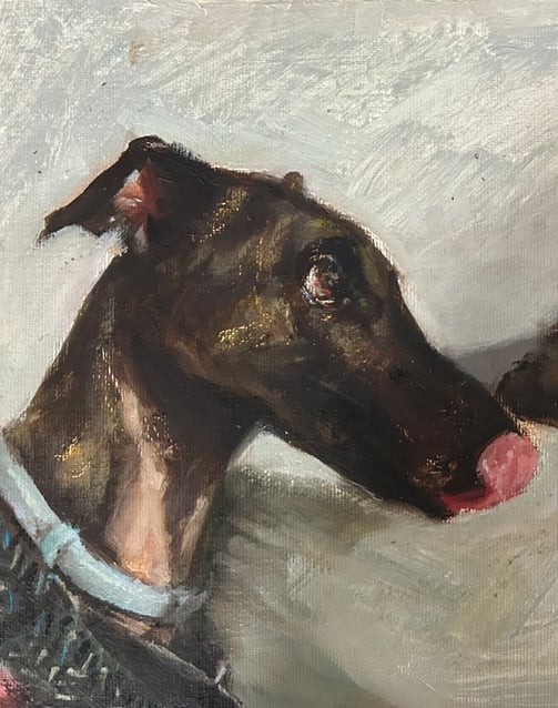 El galgo Iro