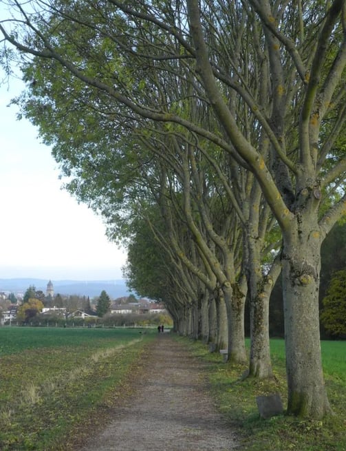 Uma intervenção urbana que transformou a paisagem da cidade de Kassel, na Alemanha, plantando 7.000