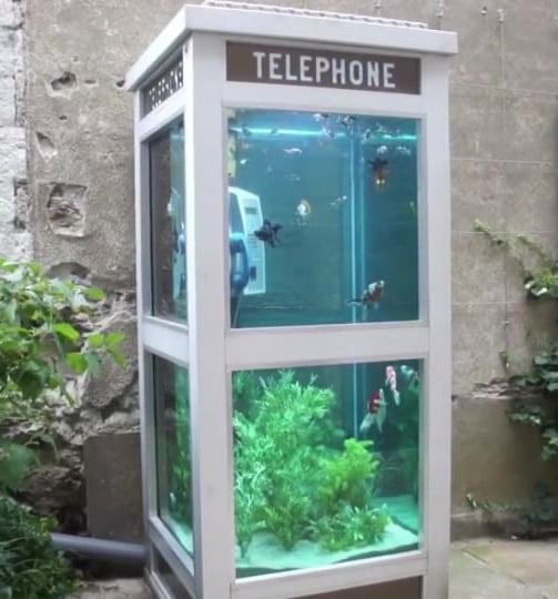 Phone Booth Aquariums – Benedetto Bufalino