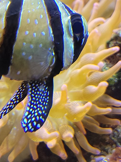 Banggai cardinalfish with sea anemone