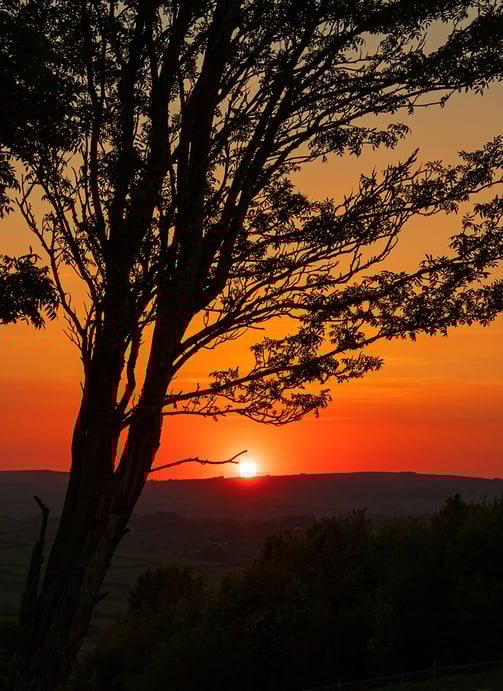 a sunset views through a silhouetted tree 