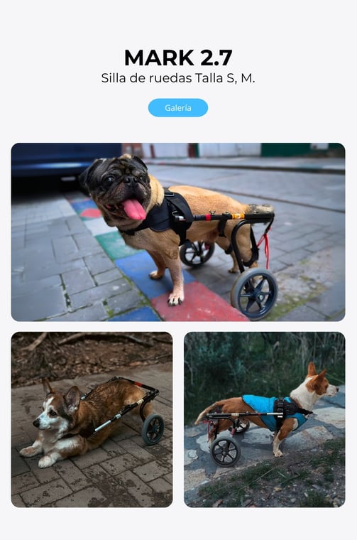 Perro con silla de ruedas ortopédica para perros, NUCLEUMPET Orthopedics en Bogotá Colombia.