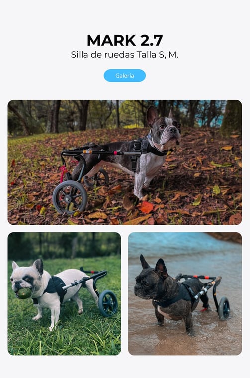 Perro con silla de ruedas ortopédica para perros, NUCLEUMPET Orthopedics en Bogotá Colombia.