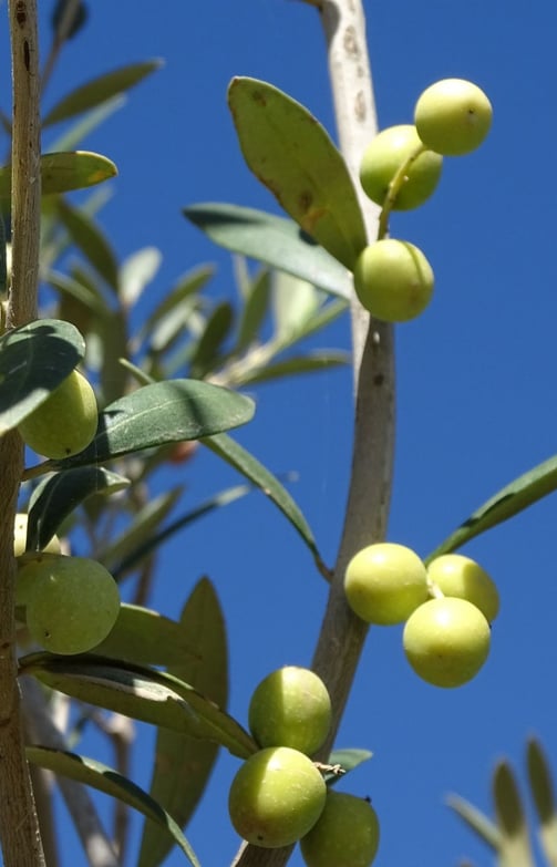Olive Oil Tasting